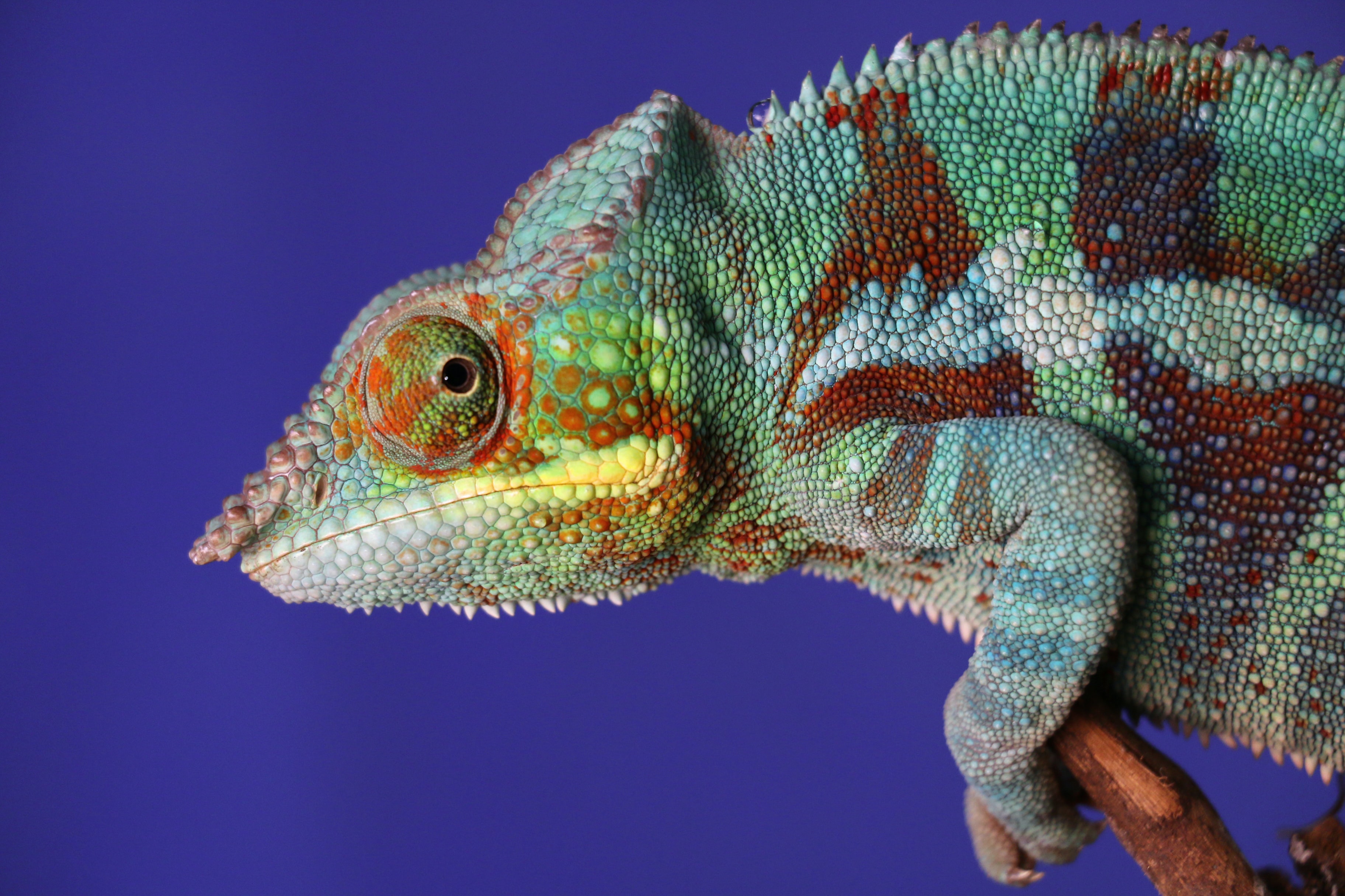 Picture of a chameleon
