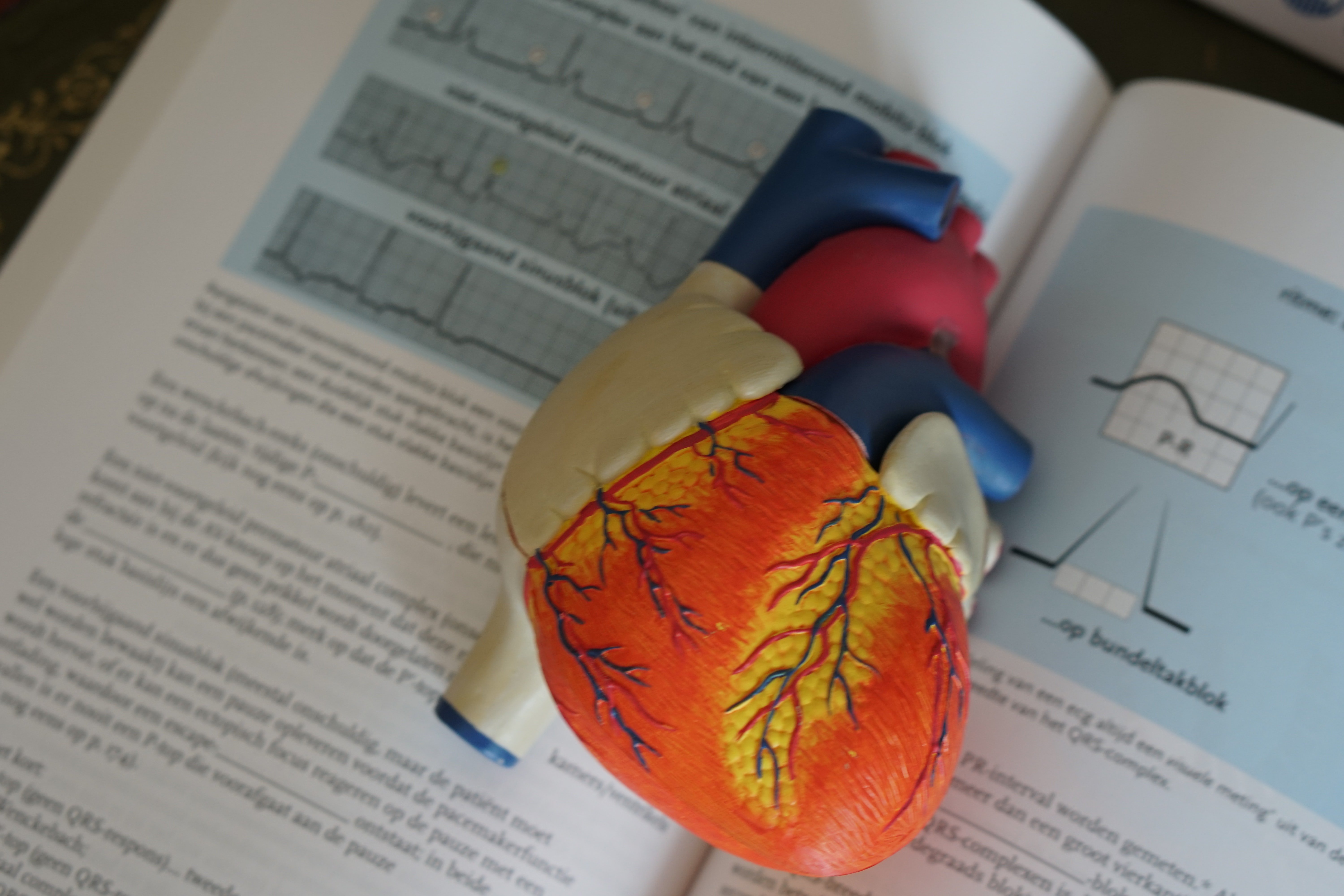 Image of heart model on textbook